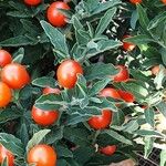 Solanum elaeagnifolium Frugt