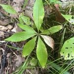 Lysimachia borealis List