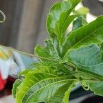 Passiflora edulis Inny