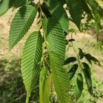 Carpinus japonica ഇല