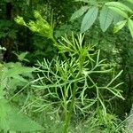 Seseli peucedanoides Flor