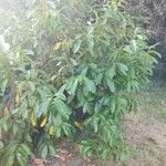 Prunus laurocerasus Yaprak