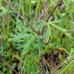 Potentilla argentea Liść