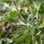 Linaria micrantha Blüte