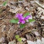 Polygala paucifolia पत्ता