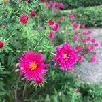 Symphyotrichum novae-angliae Blüte