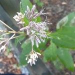 Eutrochium fistulosum Flower