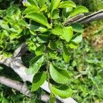 Hibiscus micranthus Leaf