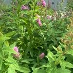 Spiraea salicifolia Blomma