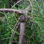 Juniperus rigida 樹皮