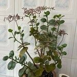 Kalanchoe crenataЛіст