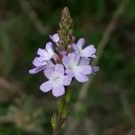 Verbena officinalisFlower