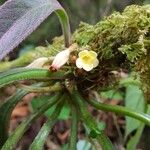 Paradrymonia ciliosa Flor