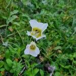 Calochortus gunnisonii Λουλούδι