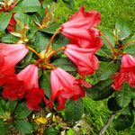 Rhododendron aureum Flor