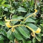 Lonicera hildebrandtiana Lorea