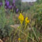 Linaria spartea Kvet