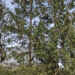 Picea abies Облик