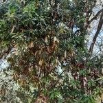 Macadamia ternifolia অভ্যাস
