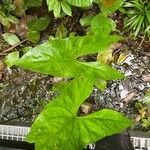 Cyrtosperma johnstonii Leaf