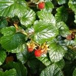 Rubus tricolor Leaf