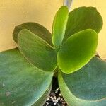 Cotyledon orbiculata Folha