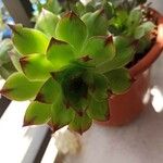 Sempervivum tectorumഇല