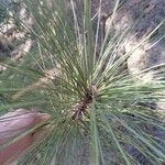 Pinus canariensis Leht