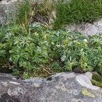 Alchemilla alpigena Blatt