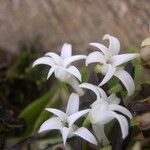 Cyrtorchis okuensis Flower