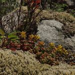 Sedum divergens Hábito