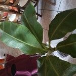 Musa acuminata Feuille