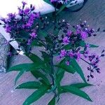 Vernonia noveboracensisFlor