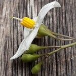 Solanum laxum Flower