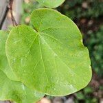 Cercis occidentalis Hostoa