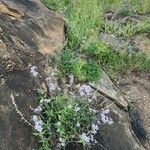 Otomeria oculata Flor