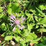 Centaurea nigrescensFloro