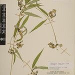 Ceropegia longifolia