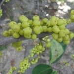 Pera glabrata Plod