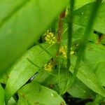 Lysimachia thyrsiflora Blüte