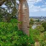 Adansonia gregorii Costuma