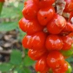 Arum italicum ফল