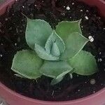 Agave havardiana Ліст