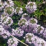 Thymus longicaulis Blüte