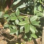 Cordia sebestena Leaf