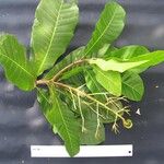 Anacardium excelsum Прочее