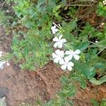 Plumbago zeylanicaFlor