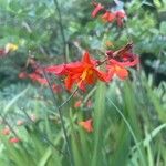 Crocosmia aurea Flor