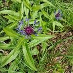 Centaurea montana Λουλούδι