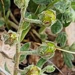 Helianthemum salicifolium ഫലം